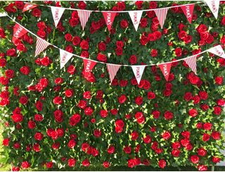 Red Rose Ivy Wall