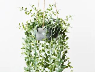 Fern Hanging Pot