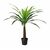 Pineapple Palm - 1.4m