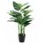 Philodendron Plant