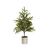 Spruce Pine Table Top Christmas Tree