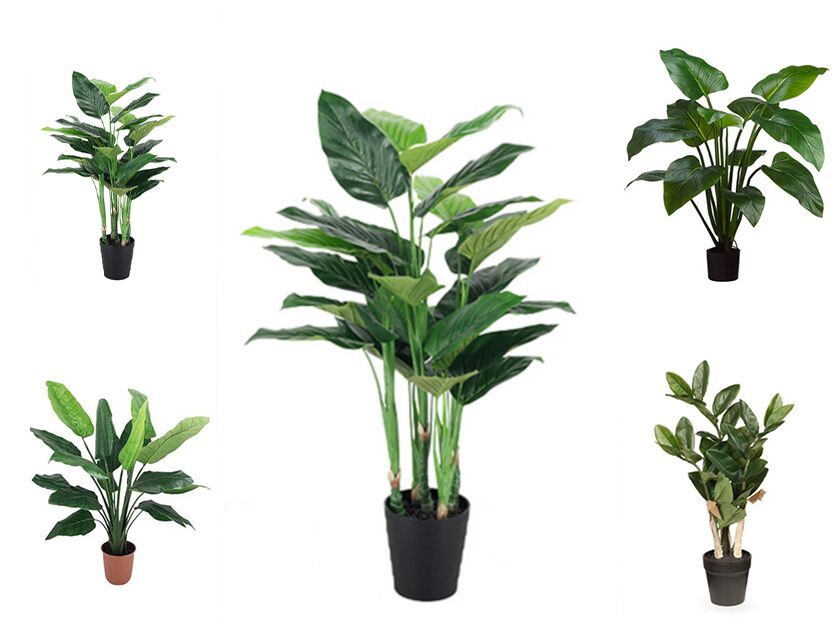 Jungle Plants - Pack of 5
